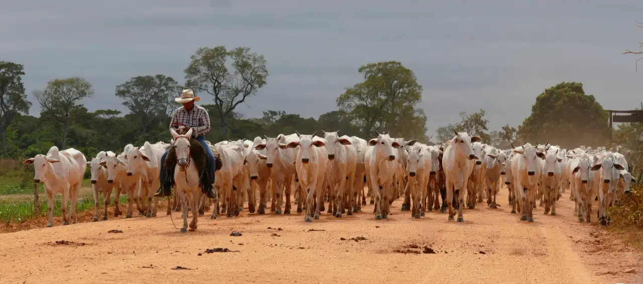Herd of Brahman cattle with a rider on a dirt road