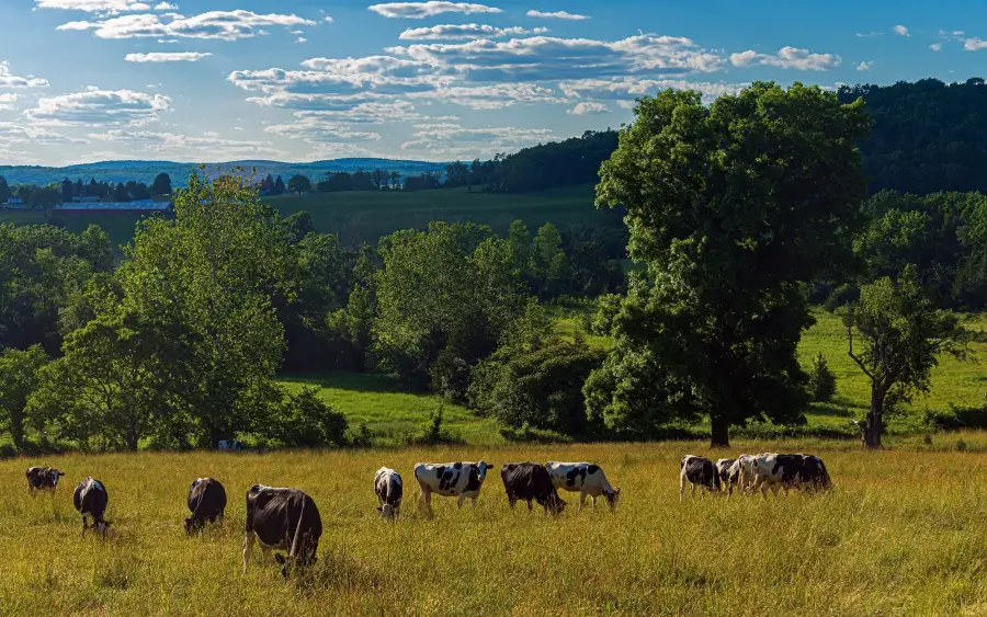 Cattle grazing in a wooded pasture