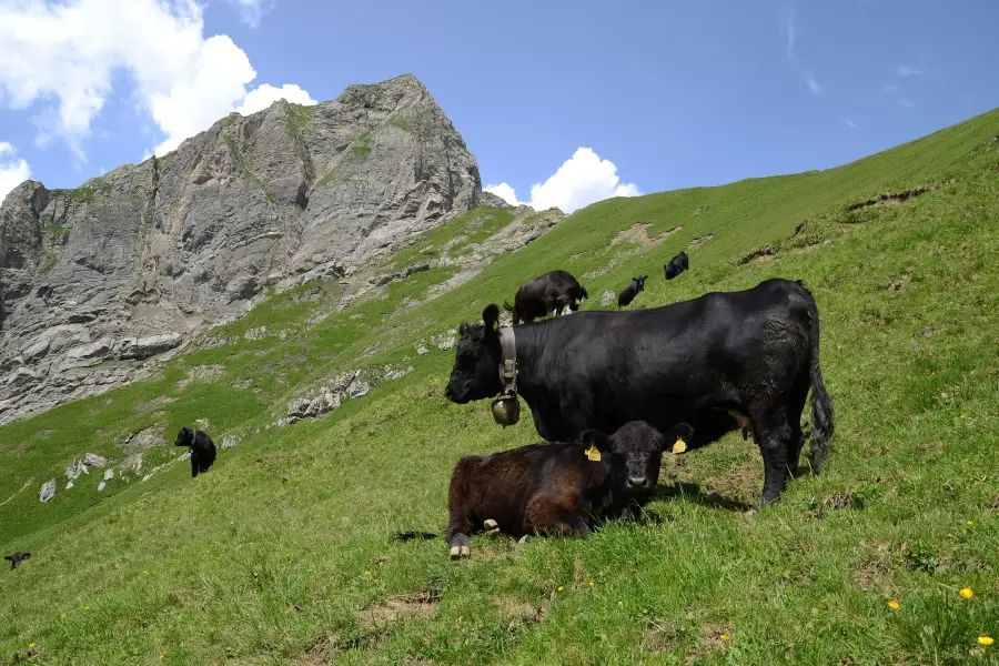 Black Angus cow and calf on a mountain slope