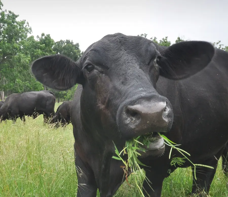 Black Brangus cow grazing