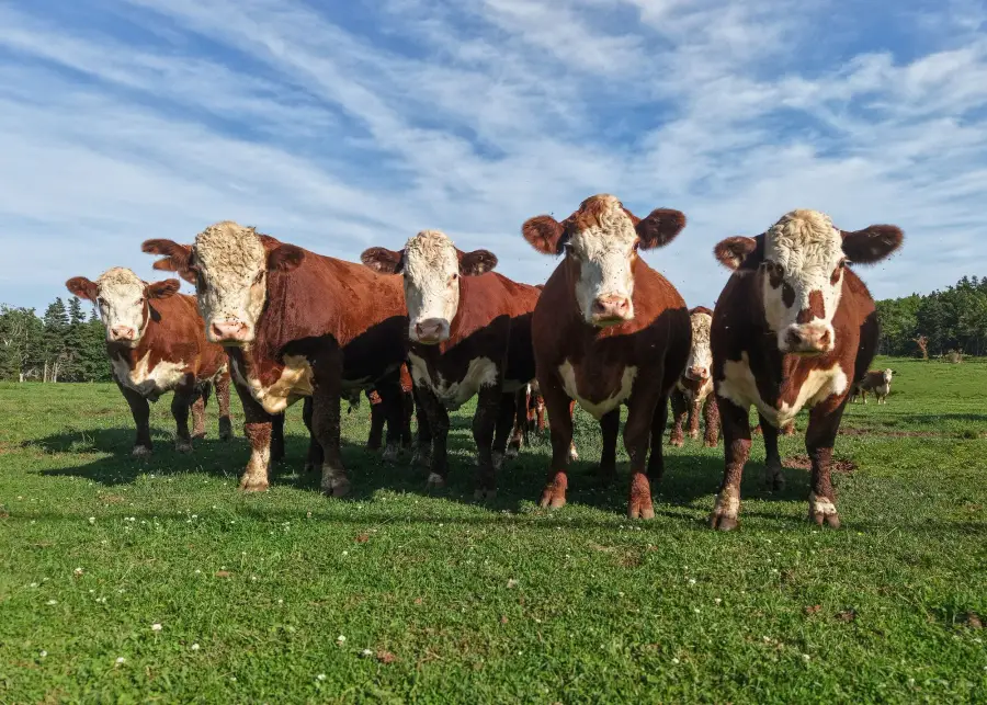Hereford cattle with white face