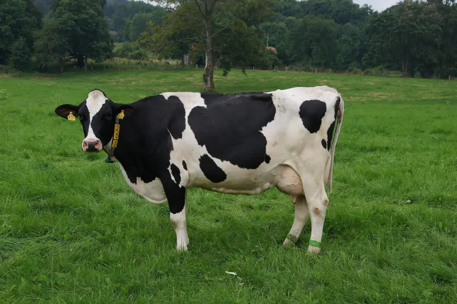 Black-and-white Holstein cow