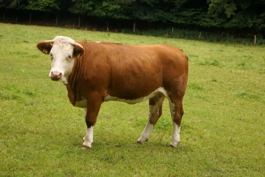 Simmental (Fleckvieh) cow on pasture