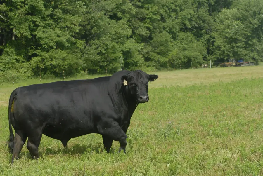Black Angus bull on pasture