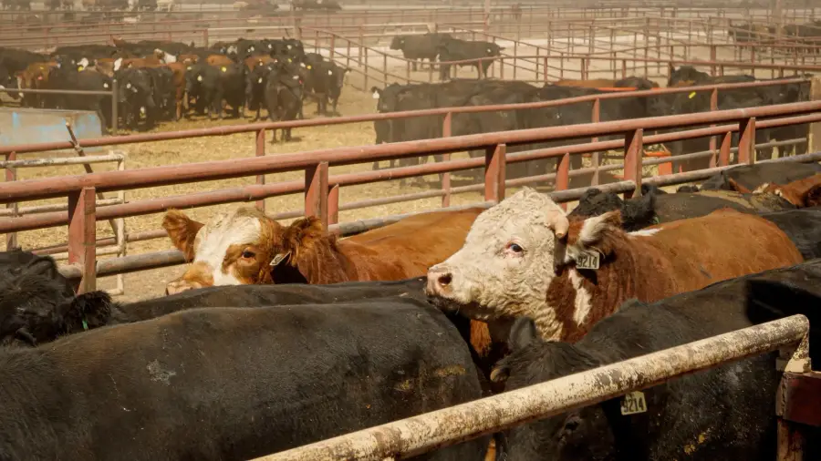 Cattle at a feedlot