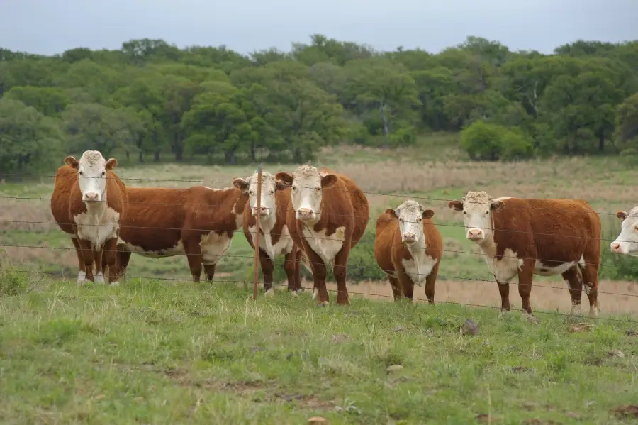 Hereford heifers behind a fence