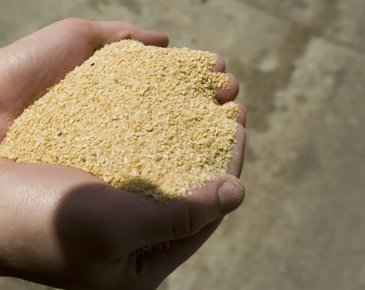 Soybean meal in cupped hands