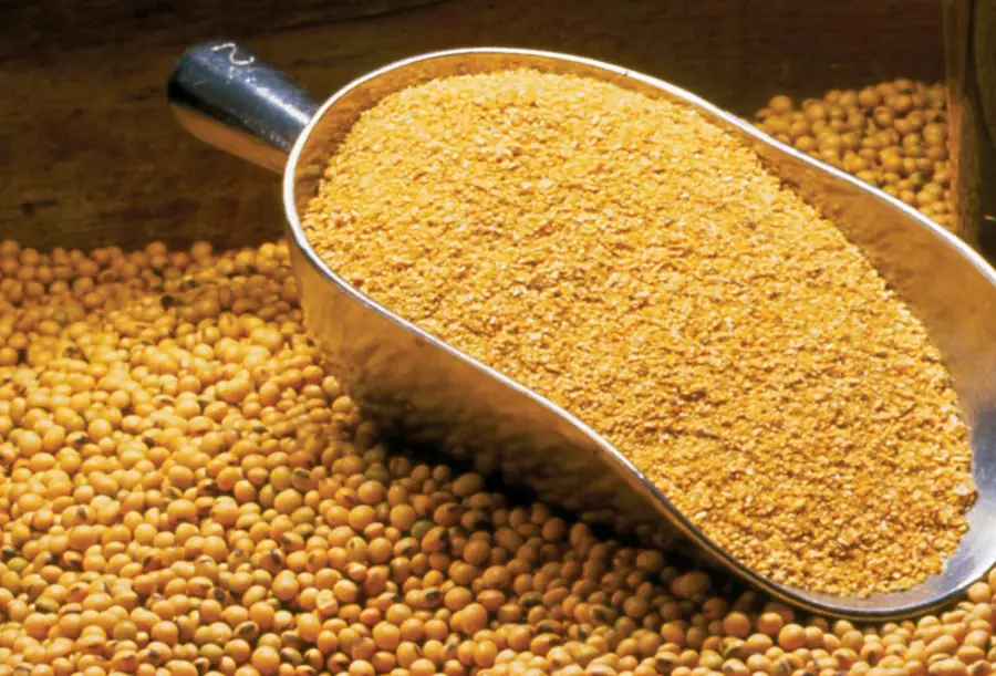 Soybean meal in a scoop