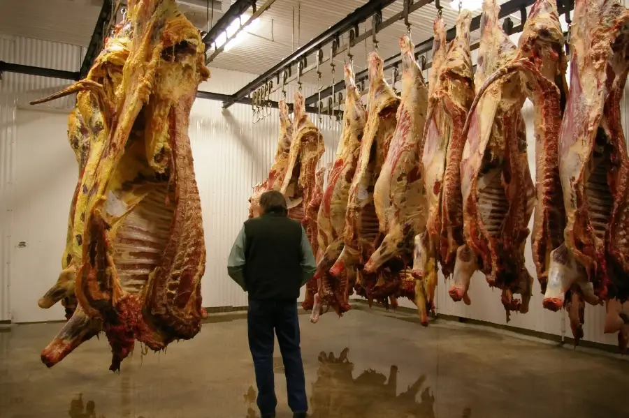 Carcasses hanging in a cold room