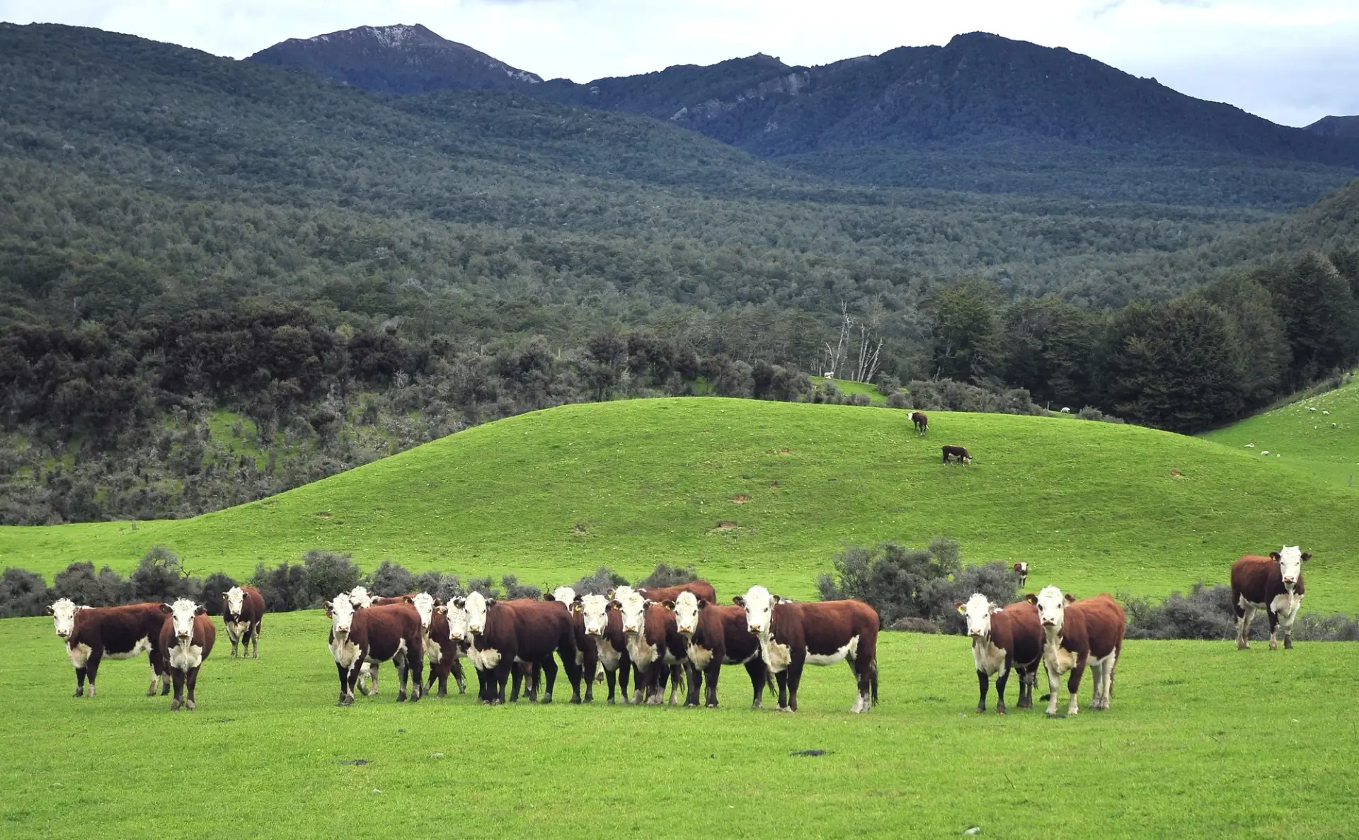 Herd of Hereford cattle on pasture in front of mountains
