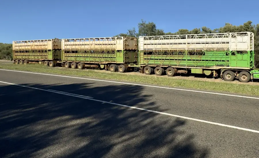Multi-trailer livestock truck by the road